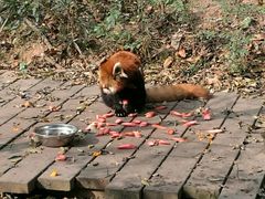 -成都大熊猫繁育研究基地