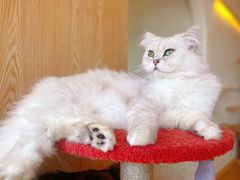 -猫腻·猫咖·撸猫馆(星光大道店)