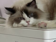 -纳吉亚猫专科动物诊疗中心(蒋宅口分院)