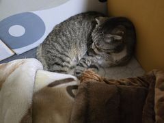 -瑞派先诺宠物医院•猫专科•普外科•中兽医(佛山院)