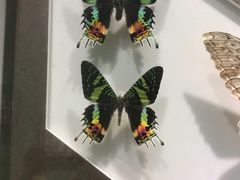 -上海昆虫博物馆