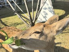 -金鸡湖桃花岛