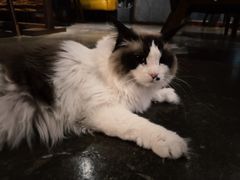 -咖法森林·咖啡  酒吧(天河店)