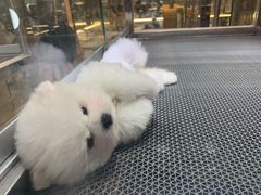 -猫王榴莲世家(三里屯SOHO商场店)
