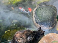 -菌林天下·野生菌汤锅