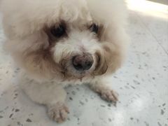 -喵园·猫主题咖啡厅·撸猫·猫咖(国贸店)