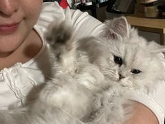 -猫大福·Fortune Cat猫舍(百子湾店)