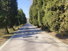 -合肥滨湖国家森林公园