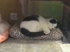 -猫咪博物馆(顶澳仔猫街店)