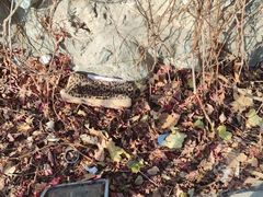 -全心全意连锁动物医院(加州店)