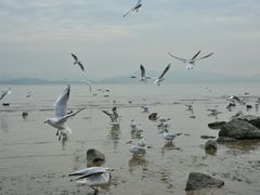 -深圳湾公园(南山区)