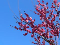 -花开海上生态园