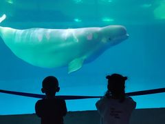 -秦皇岛乐岛海洋王国