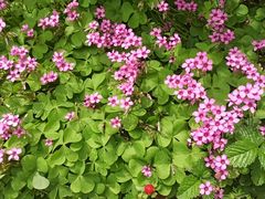 -郑州植物园