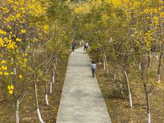 -东莞市大岭山森林公园