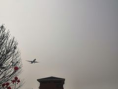 -空港花田景区