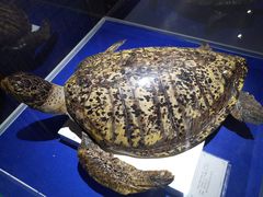 -贝壳王国博物馆