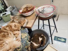 -平行世界·猫咖(首经贸店)