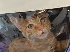 -贝康宠物医院·犬猫全科·小动物特色诊疗中心(东环路店)