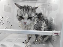 -爱洗澡的猫(望京店)