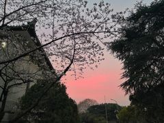 -武汉大学-樱园