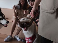 -Husky Go! 哈士奇体验馆·宠物咖啡厅狗咖
