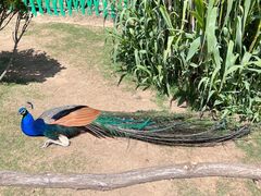 -西霞口神雕山野生动物世界