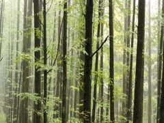 -山王坪喀斯特国家生态公园