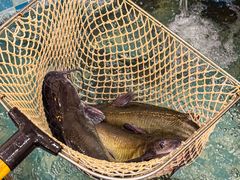 -九寨沟石锅鱼(沣峪口店)