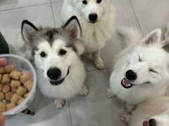 -安格丽娜·狗咖·猫咖羊驼咖(春熙路百盛商场店)