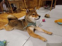 -柴务处·柴犬主题狗咖