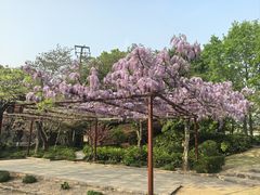 -嘉定紫藤园