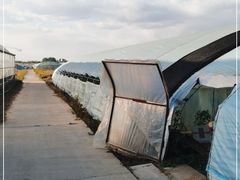 -庞各庄翠芳园西瓜蔬菜基地采摘园