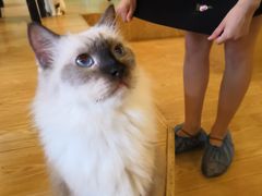 -萌喵咖啡屋(人民东路4号口M16商铺店)