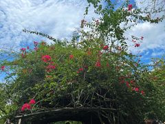 -中国科学院西双版纳热带植物园