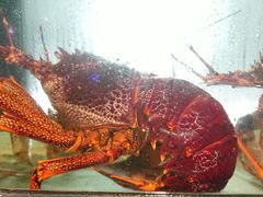 龙虾-金唐海鲜酒家