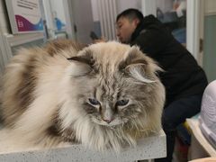 -纳吉亚猫专科动物医院·北北分院