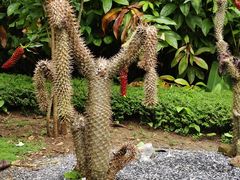 -中国科学院西双版纳热带植物园