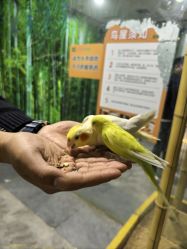 点击看大图 -神奇动物撸宠馆·羊驼·小浣熊·异宠(豫园店)