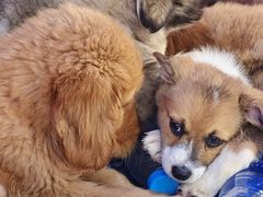 -哈尔滨道外花鸟鱼市场