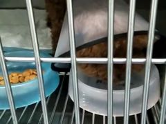 -伟伟宠物医院·CT影像中心·瑞派犬猫综合性门诊(汉口总院)