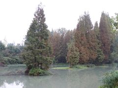 -桤木河湿地公园