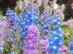 -广州市白云山风景名胜区