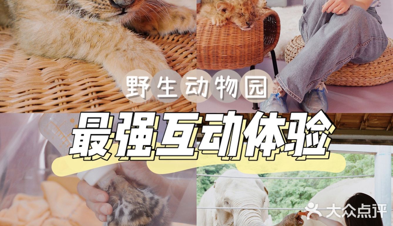 江浙沪周边游🐯宁波雅戈尔动物园互动全攻略