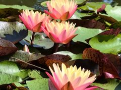 -国家植物园南园