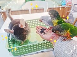-Moni星球萌宠·小马宝莉·灵蛇·高端高阶全萌宠互动体验俱乐部(红豆国际广场店)