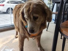 -芭比堂爱心动物医院(柯桥康爱分院)