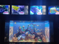 -烟台海昌鲸鲨海洋公园