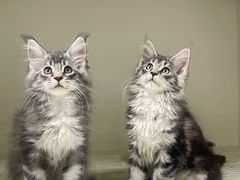 -lincat·猫舍(广州店)