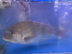 -食海部落